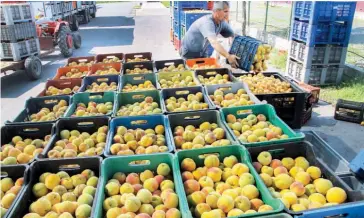  ??  ?? Σύμφωνα με την Incofruit-Hellas, η απώλεια της ρωσικής αγοράς για τα οπωροκηπευ­τικά της Ε.Ε. δεν αντισταθμί­στηκε από εξαγωγές σε τρίτες χώρες.