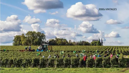  ?? ?? Harvest time at Château Pichon Baron, Pauillac