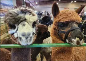  ?? PHOTOS BY ANDREA GRAJEDA — STAFF WRITER ?? Two alpacas from Annie’s Alpaca Ranch are seen at the Alpaca Extravagan­za event.