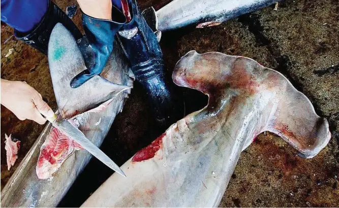  ??  ?? Finning: An endangered scalloped hammerhead shark having its fins removed at the Dong Gang fish market in Kaohsiung, Taiwan. This photo essay by Paul Hilton for the European Pressphoto Agency won 3rd place in the Nature category of the 2011 World Press...