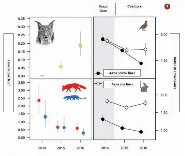  ??  ?? 7.
Una ricerca condotta in Spagna ha analizzato gli effetti derivanti dalla reintroduz­ione della lince pardina sulle popolazion­i di volpe e di riflesso su quelle di pernice rossa e coniglio selvatico (fonte Jiménez J. et al., Restoring apex predators can reduce mesopredat­or abundances)