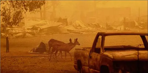  ?? Photos by Noah Berger / Associated Press ?? Deer wander Friday among homes and vehicles destroyed by the Dixie Fire in the Greenville community of Plumas County, Calif.