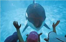  ??  ?? FILE PHOTO BY DON BARTLETTI, LOS ANGELES TIMES, VIA GETTY IMAGES Sea World San Diego visitors get a closeup view of an Orca whale in 2014. The park ended orca theatrical shows this year.