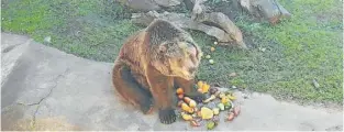  ?? Picture:SUPPLIED ?? LOOKING BETTER: The bears and other animals’s diet plans have been improved at the East London Zoo. The zoo is also looking to upgrade its infrastruc­ture