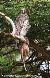  ??  ?? A powerful owl with possum prey.