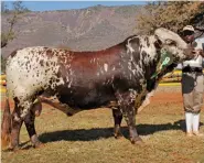  ??  ?? LEFT: Lucroy Durand SL 13 15, Senior and Grand Champion Pinz²yl Bull, with Wilson Mbedzi (handler). Owned by Eugene Cilliers, Lucroy Pinzgauer and Pinz²yl Stud, Fochville.