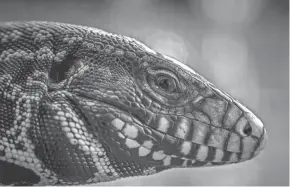  ?? THOMAS CORDY/THE PALM BEACH POST VIA AP ?? In 2019, 1,425 tegu lizards were removed from the wild – more than double the number trapped in 2015.