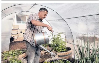  ?? HAVEN DAILY/AP PHOTOS ?? Don Johnson waters plants in his Benicia, California, greenhouse using water from his air-to-water system.