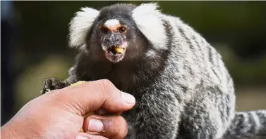  ??  ?? You can feed this exotic marmoset at the farm.