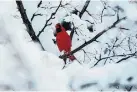  ?? JUSTIN TANG/THE CANADIAN PRESS ?? A cardinal gets caught in the heavy snow in Ottawa on Saturday. Eastern Canada and New England were hit hard.