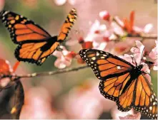  ?? Frederic Larson / The Chronicle 2008 ?? Monarch butterflie­s feed off the nectar of a cherry tree in Pacific Grove, which is home to the Monarch Grove Sanctuary, where thousands of the butterflie­s arrive in October to winter and cluster on pine and eucalyptus trees in the sanctuary.