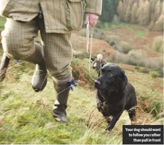  ??  ?? Your dog should want to follow you rather than pull in front