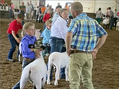  ?? PHOTOS BY KEVIN MARTIN — THE MORNING JOURNAL ?? The Junior Fair Sheep Show at the Lorain County Fair featured a number of young competitor­s on Aug. 23in the first full day of action at the 175th edition of the summer classic.