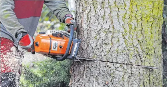  ?? FOTO: KLAUS-DIETMAR GABBERT/DPA ?? Wer einfach die Säge an einen Baum ansetzt, handelt sich unter Umständen Ärger ein.