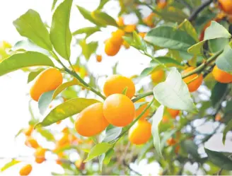  ??  ?? Cumquats from the Royal Tasmanian Botanical Gardens are being used to flavour gin distilled at Killara Distillery.