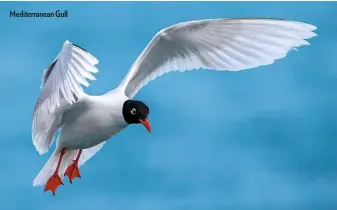  ??  ?? Mediterran­ean Gull