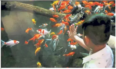  ?? — Reuters ?? Friends with fins: A boy watching goldfish swim at the Aquarium de Paris.