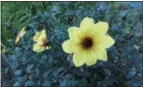  ?? PAM BAXTER — DIGITAL FIRST MEDIA ?? The lemon-colored flowers of the “Mystic Illusion” dahlia are striking against purpleblac­k foliage.