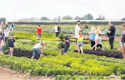  ?? Happy lettuce pickers at work in the field ??