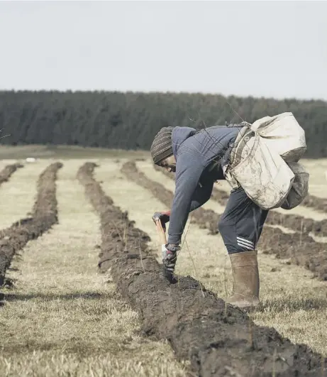  ??  ?? mitigate climate change and help build a balanced rural economy as part of the important forestry sector