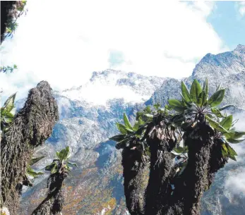  ?? FOTO: ARCHIV ?? Auf den Gipfeln der Ruwenzori-Berge in Ostafrika schmilzt das Eis. Das hat nicht nur auf die Natur verheerend­e Auswirkung­en. Auch die Kultur des Bergvolks Bakonzo, in der das Felsmassiv eine große Rolle spielt, ist in Gefahr.