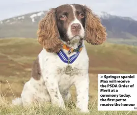  ?? PA ?? > Springer spaniel Max will receive the PSDA Order of Merit at a ceremony today, the first pet to receive the honour