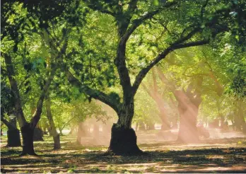  ?? Photo / Getty Images ?? Walnut trees can take 16-20 years to reach full production but can produce crops for decades afterwards.