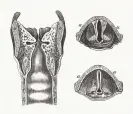  ?? Photograph: Getty Images ?? Anatomy of the larynx, published in 1893.