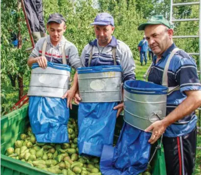  ?? FOTO JOZEF CROUGHS ?? Perenplukk­ers staan klaar om de oogst binnen te halen