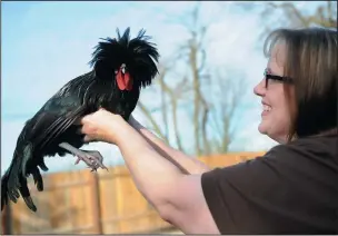  ?? NEWS-SENTINEL PHOTOGRAPH­S BY BEA AHBECK ?? Above: Cherie Sintes-Glover holds one of her chickens, a Polish bantam rooster, in Lodi on Jan 30.