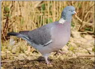  ??  ?? oPen SeASon: Wood pigeons can be shot all year