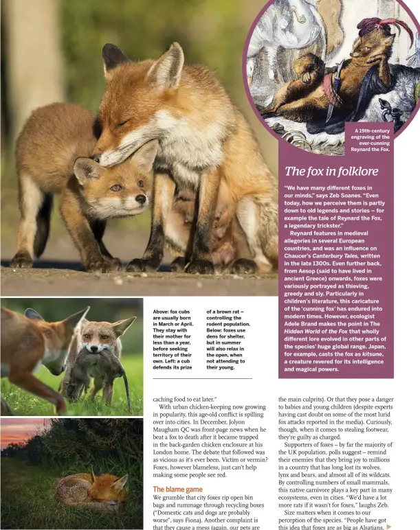  ??  ?? Above: fox cubs are usually born in March or April. They stay with their mother for less than a year, before seeking territory of their own. Left: a cub defends its prize of a brown rat – controllin­g the rodent population. Below: foxes use dens for shelter, but in summer will also relax in the open, when not attending to their young.
A 19th-century engraving of the ever-cunning Reynard the Fox.