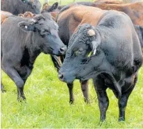  ?? ?? Below, one of the Wagyu bulls in with his girls.