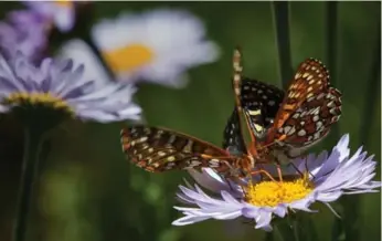  ?? ELLEN M. BANNER/SEATTLE TIMES/TRIBUNE NEWS SERVICE ?? Citizen scientists counted Edith’s Checkerspo­t butterflie­s at Mt. Rainier in Washington, greatly assisting research.