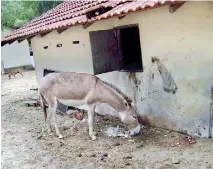  ??  ?? With their sources of food drying up donkeys are often found scrounging for food