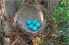  ??  ?? In his sonnet Spring, Gerard Manley Hopkins memorably describes the blue eggs of the Song thrush as “little low heavens”.