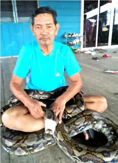  ??  ?? Ghani plays with the 16-foot python, which came into his house at Kampung Seberang Kedai, Limbang yesterday.