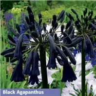  ??  ?? Black Agapanthus