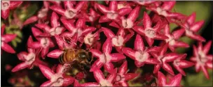  ?? ?? Starflower pentas are attractive to pollinator­s, including bees, butterflie­s and hummingbir­ds.