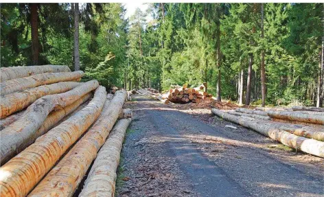  ?? FOTO: CHRISTINE MAACK ?? Die Holzernte im saarländis­chen Wald hat bereits begonnen.