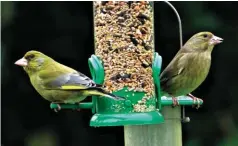  ??  ?? Helen King commented: “I was interested to read that “Greenfinch has become an all-to-scarce sight in recent years” in your June photo challenge winner (Birdwatch 338: 48) – fabulous photo by the way! I haven’t noticed any over the last few years; however, this year I’ve been lucky enough to have two pairs regularly on the feeder in my garden, with the birds vying for position on this particular feeder even though there is another one close by.”