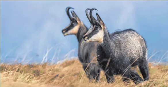  ?? FOTO: IMAGO ?? Die Gams sucht nach Futter und verbeisst den Wald – die einen finden das schlimm, andere betonen den Wert des Tieres für den Tourismus.