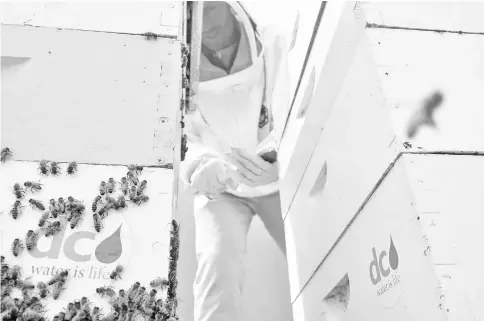  ??  ?? Brower, programme manager at D.C.Water, checks on a honey-bee colony on the rooftop of one of its water treatment buildings in Washington, D.C.There are four beehives with roughly 10,000 bees in each hive at the water treatment plant, which is thought...