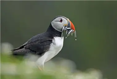  ??  ?? ATLANTIC PUFFIN WITH FISH