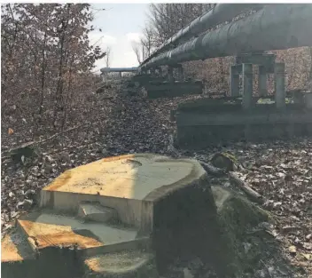  ?? FOTO: DIETER STEINMANN ?? Entlang der Fernwärmel­eitung hat der Saarforst Landesbetr­ieb viele Bäume gefällt. Eine Anwohnerin kritisiert unter anderem, weder die Gemeinde noch die Anwohner seien vorher informiert worden.