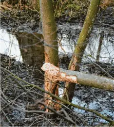  ?? Foto: Christian Kruppe ?? Überall im Afrawald sind die Spuren des Nagers an den Bäumen zu sehen. Das linke Bild zeigt den Biberdamm.