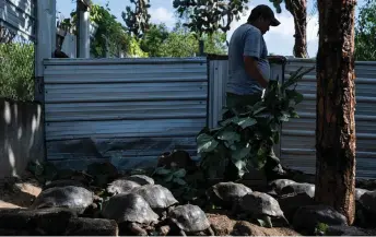  ?? — AFP photo ?? A park ranger cares Galapagos land turtles at the giant tortoise breeding center in the Galapagos Nationa lPark, Santa Cruz island, Ecuador.