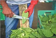  ?? YURI CORTEZ / AFP ?? Scientists say waste from cactus preparatio­ns at the Milpa Alta market in Mexico City can be used to generate electricit­y.