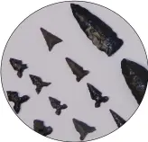  ?? COURTESY PHOTOS IVDM ?? obsidian points made from material taken from the salton Buttes volcano.