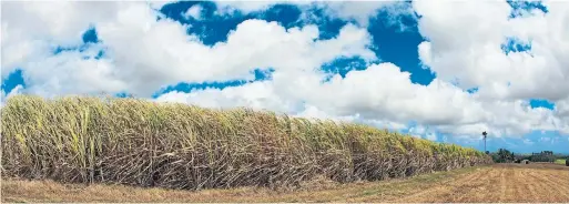  ?? DREAMSTIME ?? Esi Edugyan’s epic novel Washington Black opens at a 19th-century Barbados sugarcane plantation, where the protagonis­t is literally marked for life.